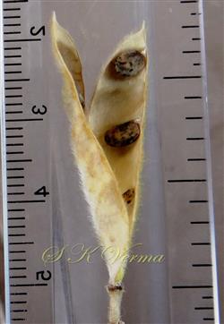  Legume (Dehiscing)